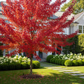 Redpointe? Maple - Acer rubrum 'Redpointe'