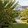 Redskin Peach Tree - Prunus persica