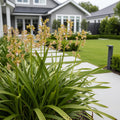 Reed Orchid - Epidendrum