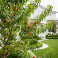 Reliance Peach Tree - Prunus persica