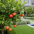 Rio Red Grapefruit - Citrus paradisi
