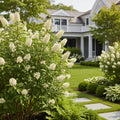Proven Winners? Ripple Effect? Summersweet Clethra Shrub - Clethra alnifolia