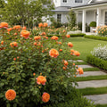 David Austin? Roald Dahl? Rose Shrub