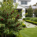 Romeo and Juliet? Dwarf Cherry Bush - Prunus avium