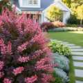 Rose Glow Barberry Shrub - Berberis thunbergii 'Rose Glow'