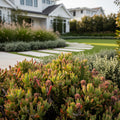Rosy Soil Cactus and Succulent Mix