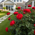 Rouge Royale? Rose