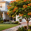 Royal Poinciana Tree - Delonix regia