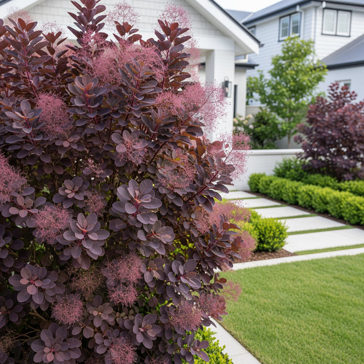 Royal Purple Smoke Bush - Cotinus coggygria 'Royal Purple'