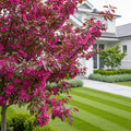Royal Raindrops? Crabapple Tree - Malus 'Royal Raindrops'