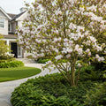 Royal Star Magnolia Tree - Magnolia stellata 'Royal Star'