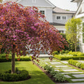 Ruby Falls Weeping Redbud Tree - Cercis canadensis 'Ruby Falls'