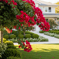 Ruby Red Bougainvillea - Bougainvillea spectabilis
