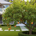 Ruby Red Grapefruit Tree - Citrus paradisi
