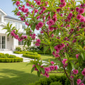 Ruby Ruffle? Patio Peach Tree - Prunus persica