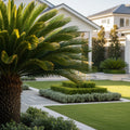 Sago Palm Tree - Cycas revoluta