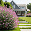San Antonio Rose Texas Sage Plant - Salvia greggii 'San Antonio Rose'