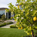 Santa Teresa Lemon Tree - Citrus limon 'Santa Teresa'