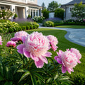 Sarah Bernhardt Peony - Paeonia lactiflora 'Sarah Bernhardt'