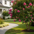 Sarah?s Favorite Crape Myrtle Tree - Lagerstroemia indica