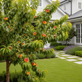 Donut Saturn Peach Tree - Prunus persica 'Saturn'