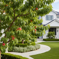 Saturn Peach Tree - Prunus persica 'Saturn'