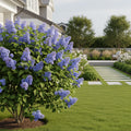 Proven Winners? Scentara? Double Blue Lilac - Syringa