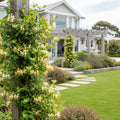 Proven Winners? Scentsation Honeysuckle Vine