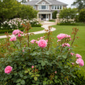 Scentuous? Rose Shrub - Rosa ? 'Scentuous'