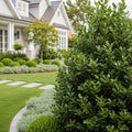 Southern Living? Screen Play Holly Shrub