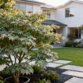 Seiryu Japanese Maple Tree - Acer palmatum 'Seiryu'