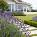 Sensational? Lavender Plant - Lavandula angustifolia