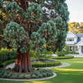 Sequoia Tree - Sequoiadendron giganteum