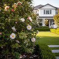Setsugekka Camellia - Camellia sasanqua 'Setsugekka'