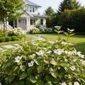 Proven Winners? Sgt. Pepper? Dogwood Bush