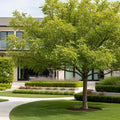 Shademaster Honeylocust Tree - Gleditsia triacanthos var. inermis 'Shademaster'