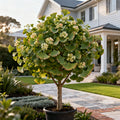 Shangri la? Ginkgo Tree - Ginkgo biloba 'Shangri La'