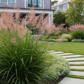 Shenandoah Switch Grass - Panicum virgatum 'Shenandoah'
