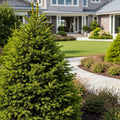 Sherwood Compact Norway Spruce Tree - Picea abies 'Sherwood Compact'