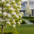 Shinseiki Asian Pear Tree - Pyrus pyrifolia 'Shinseiki'