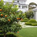 Shiranui Mandarin Tree - Citrus reticulata ? Citrus sinensis
