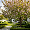Shirofugen Flowering Cherry Tree - Prunus serrulata 'Shirofugen'