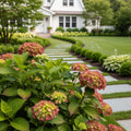 Garden District Show Stopper? Hydrangea Bush - Hydrangea macrophylla 'Show Stopper'