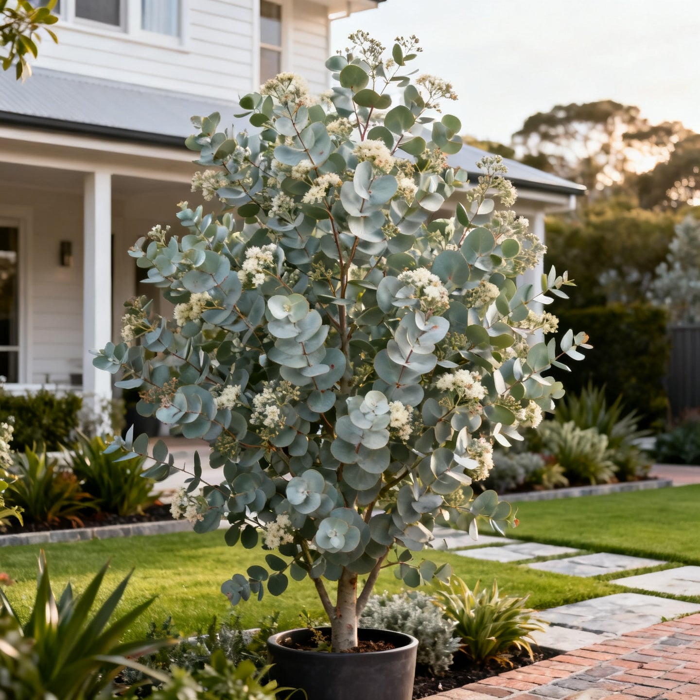 Silver Dollar Eucalyptus Tree - Eucalyptus cinerea