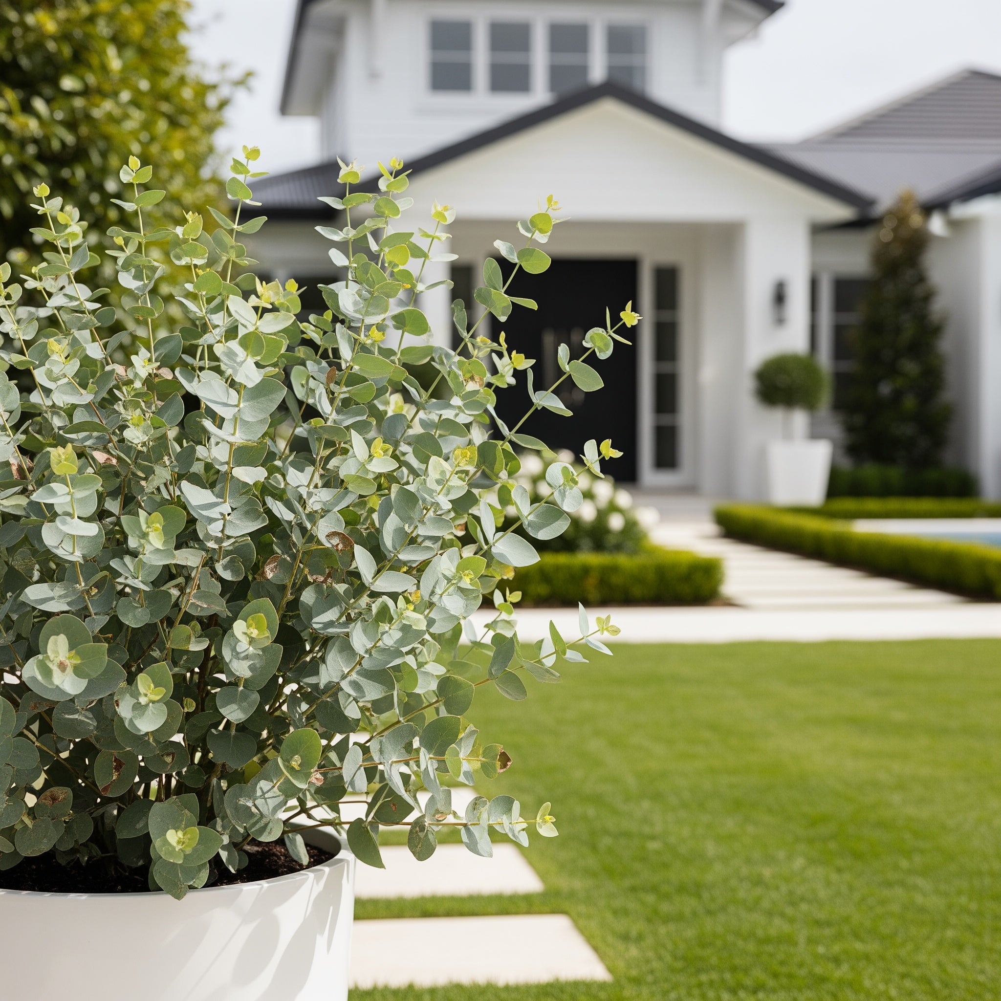 Silver Drop Eucalyptus in White Deco Pot - Eucalyptus gunnii
