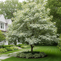 Silver Maple Tree - Acer saccharinum