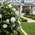 Silver Waves Camellia - Camellia japonica 'Silver Waves'