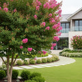 Sioux Crape Myrtle Tree - Lagerstroemia indica 'Sioux'