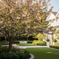 Skeena Cherry Tree - Prunus avium 'Skeena'