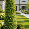Sky Tower Ginkgo Tree - Ginkgo biloba 'Sky Tower'